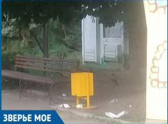 Бесстрашные вороны-мусорщики обитают в волжском парке