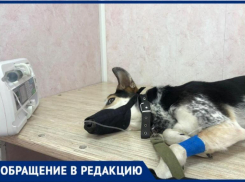 «После передержки вернули собаку покусанную и с ранами»-, волжанка рассказала о происшествии с животным