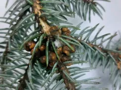 Коммунальные службы обрабатывают зеленые насаждения от вредителей