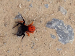 Волжане встречают в городе ядовитых пауков