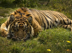 День тигра будет переменчивым