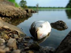 «Здесь рыбы нет», - проблема Волги стала масштабной