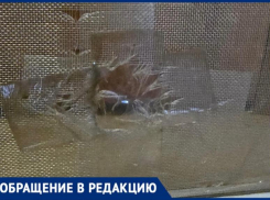 «Может Лада Дом уже подумает о людях?», - волжанка о деревьях, рвущих москитные сетки на 4 этаже