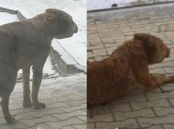 Шея перетянута колючей проволокой: в Волжском погибает собака