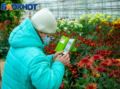 В Волжском завершился «Бал хризантем»: королевы осени отцвели