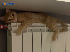 Коты мерзнут на волжских батареях: во многих квартирах отопления еще нет