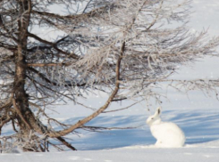  В регионе ищут браконьеров
