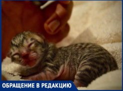 «Сначала котят убивают, а потом людей расчленяют», - волжанка