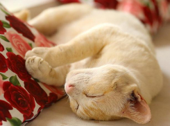 День неторопливости порадует теплом