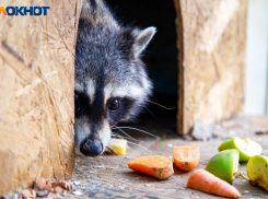 Енот Фантик приобрел суперсилу человека-паука в Волжском: видео