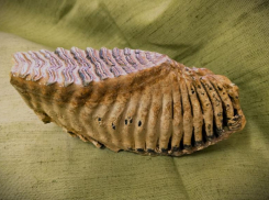 Рыбак нашел зуб мамонта на берегах Волги