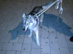 Массовое бегство собак породы «хаски» заметили волжане