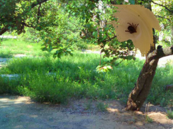 Клещи атаковали волжан: больше всего страдают дети и домашние питомцы