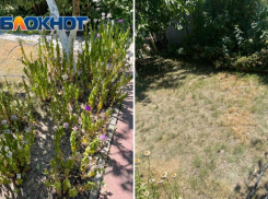 Поливную воду не вернут? Засуха в СНТ «Строитель» достигла пика в середине июля