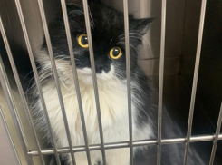 Котенка избивали, а потом принесли усыплять: полугодовалая кошка ищет хозяев в Волжском