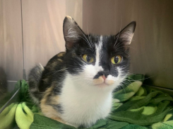 Трехцветная красавица ищет добрых хозяев в Волжском  