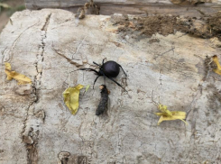 Волжанка обнаружила в своем саду ядовитого каракурта