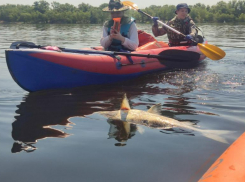 Волжане обнаружили в Волге огромную рыбу, которую не смогли опознать