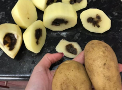 Нутро картофеля первого сорта из волжской «Ленты» сгнило