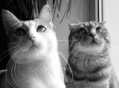 Четвертые участники конкурса "Мартовские коты" - Муся и Баксик