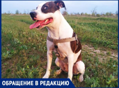 «Избили мою собаку, потом меня», - волжанин