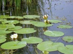 Под Волжским пытались отдать озеро в частные руки