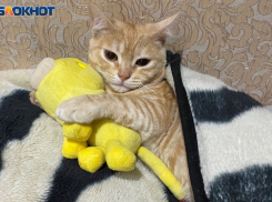 Высокорангового кота без «кокушек» продают за 1,5 миллиона в Волжском