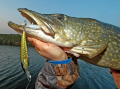 Под Волжским будут выявлять лучшего рыбака России 