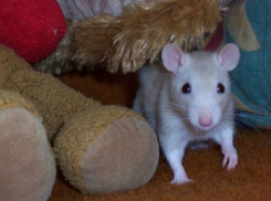 Символ наступающего года может смеяться и сочувствовать