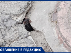 «Вот такие крысы бегают у нас», - волжанка