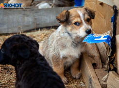 Бездомные собаки держат волжан в страхе: большинство даже боятся проходить мимо животных