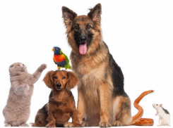 В День домашних животных синоптики пообещали облачную погоду в Волжском