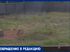 Жителей волжского поселка Краснооктябрьский терроризируют дикие лисы, которые таскают кур и могут напасть на детей