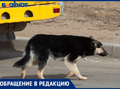 Соседские собаки насмерть загрызли кошку в СНТ в Волжском