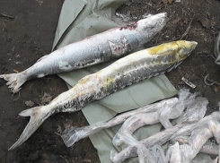 В Ленинском районе четыре браконьера пойдут под суд