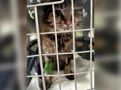 Истерзанную дикими псами Виту выписали домой в Волжском