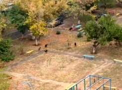 Спустя год ничего не изменилось: стая собак терроризирует волжан