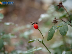 Волжан предупредили о заморозках до -3