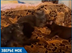 Невозмутимый кот зарядил позитивом волжан