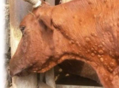 Случаи нодулярного дерматита зафиксированы в Волгоградской области