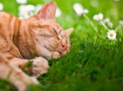 Субботний день подарит волжанам теплую погоду