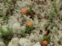 Волжане могут отравиться собранными грибами