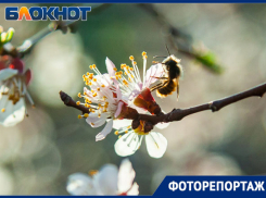 Весна идет, тепло все ближе: Волжский преображается к лету