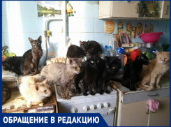 «У соседки в квартире много кошек - вонь стоит ужасная»,-волжанка