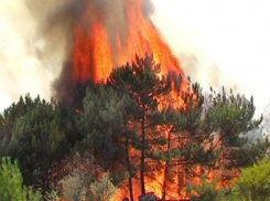 Еще две недели волжанам запрещено посещать лес