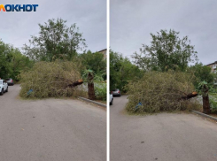 Третью неделю в Волжском валяется сломанное ветром дерево