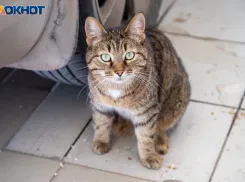 Что нельзя делать волжанам в Евдокимов день