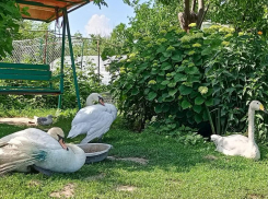 Кусаку переименовали в Лапушку: как проходит реабилитация лебедя с переломом крыла