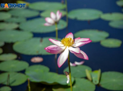 Озеро лотосов под Волжском стало трендом туристического сезона