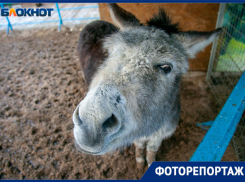 Где в Волжском можно встретить осла, оленя и верблюда в одном месте